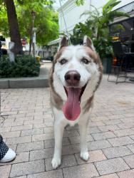 Lost Male Dog last seen Midtown miami, Miami, FL 33127