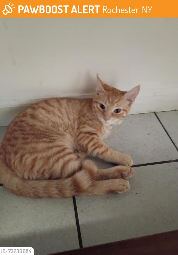 Found/Stray Male Cat last seen North goodman, Rochester, NY 14621