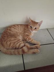 Found/Stray Male Cat last seen North goodman, Rochester, NY 14621