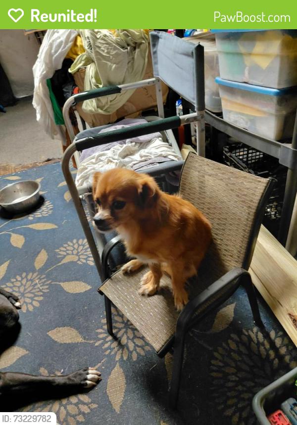 Reunited Male Dog last seen Mango and Summit, West Palm Beach, FL 33415