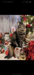 Lost Female Cat last seen Broadway and 37th, Sacramento, CA 95817