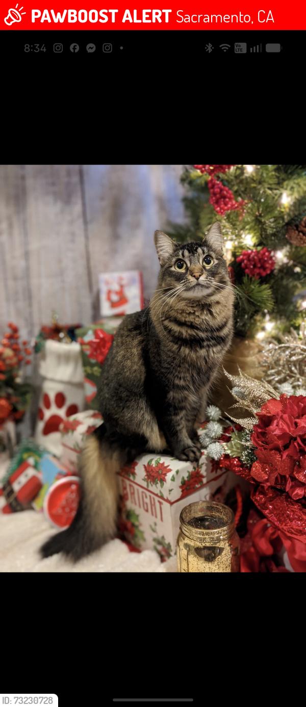 Lost Female Cat last seen Broadway and 37th, Sacramento, CA 95817