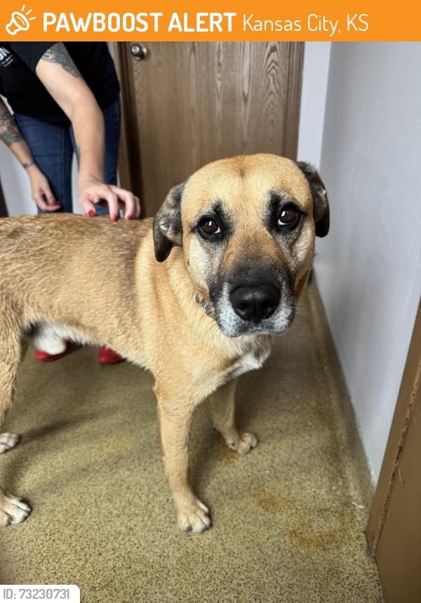Found/Stray Male Dog last seen Kaw Dr and Kansas Ave, Kansas City, KS 66111