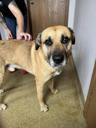 Found/Stray Male Dog last seen Kaw Dr and Kansas Ave, Kansas City, KS 66111