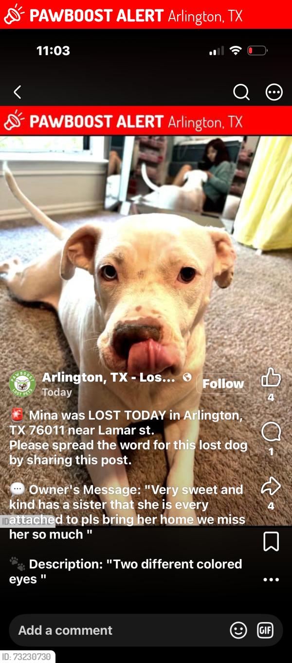 Lost Female Dog last seen Hurricane harbor, Arlington, TX 76006