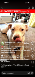 Lost Female Dog last seen Hurricane harbor, Arlington, TX 76006