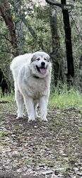 Lost Male Dog last seen Lincolln ave and brown st, Napa, CA 94559