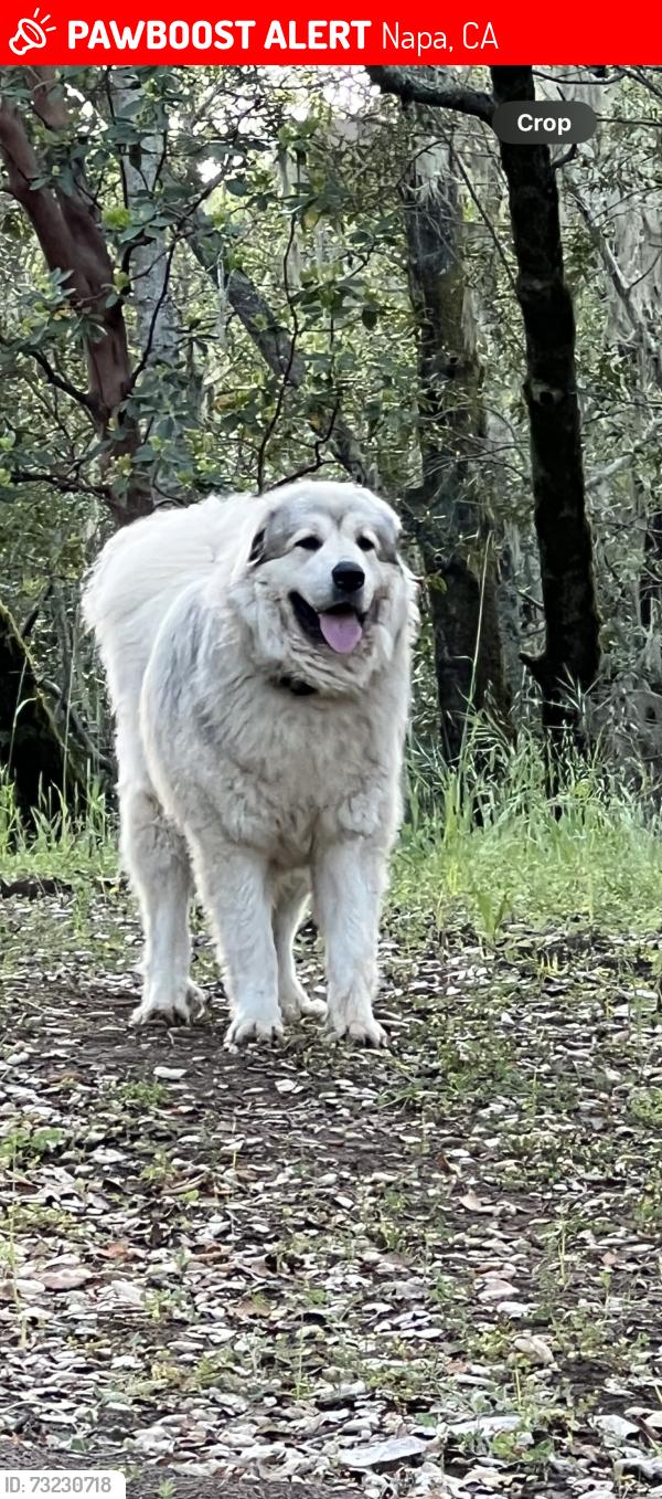 Lost Male Dog last seen Lincolln ave and brown st, Napa, CA 94559