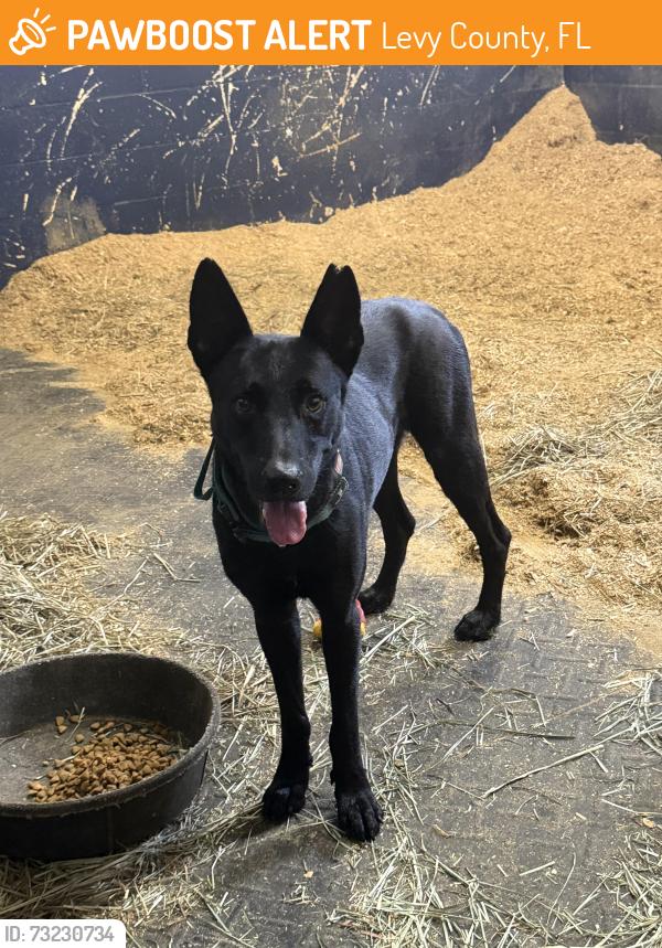 Found/Stray Male Dog last seen Us 27, Levy County, FL 32668
