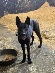 Found/Stray Male Dog last seen Us 27, Levy County, FL 32668