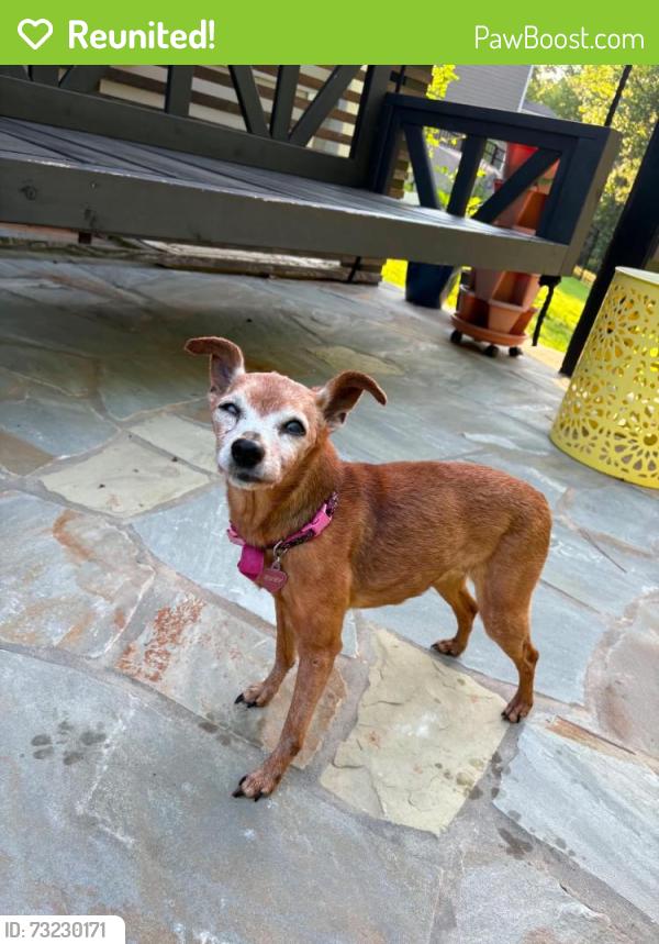 Reunited Female Dog last seen Big woods road in the Legacy development, Chapel Hill, NC 27517