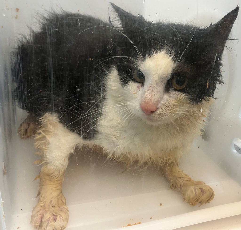 Shelter Stray Male Cat last seen Tysens Lane, STATEN ISLAND, NY, 10306, 3139 Veterans Rd W, Staten Island, NY 10309, USA