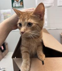 Shelter Stray Male Cat last seen Apt 1,4713 Richardson Avenue, BRONX, NY, 10470, 326 E 110th St, New York, NY 10029, USA
