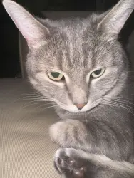 Lost Female Cat last seen West Mount Hope Avenue, Lansing, MI 48910