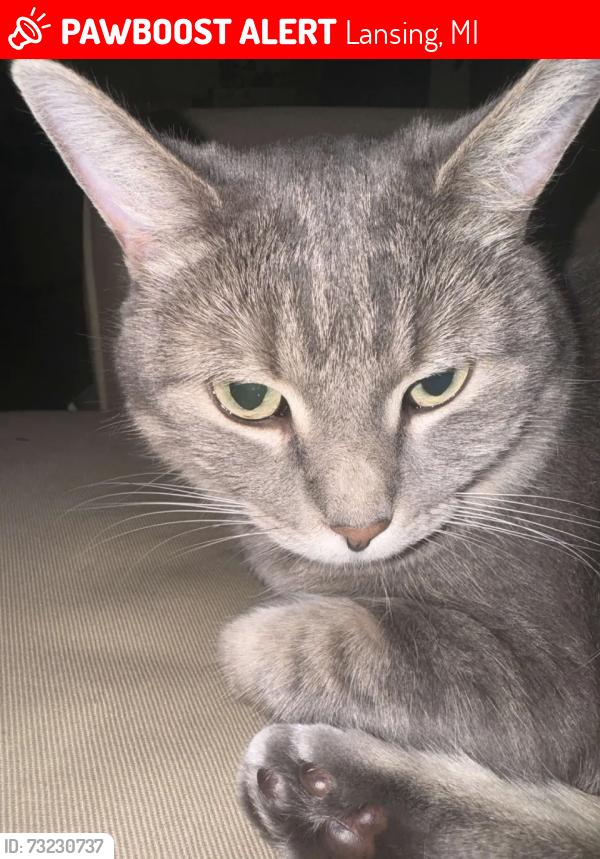 Lost Female Cat last seen West Mount Hope Avenue, Lansing, MI 48910
