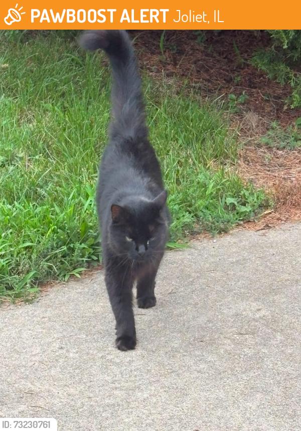 Found/Stray Unknown Cat last seen Infantry and black road near the pond, Joliet, IL 60436