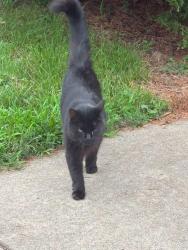 Found/Stray Unknown Cat last seen Infantry and black road near the pond, Joliet, IL 60436