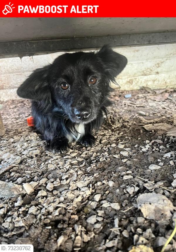 Lost Male Dog last seen MLK Dr and spruce st modesto, ca, Stanislaus County, CA 95351