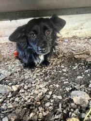 Lost Male Dog last seen MLK Dr and spruce st modesto, ca, Stanislaus County, CA 95351