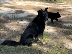 Lost Male Dog last seen Elam Baptist Church, Quitman, GA 31643