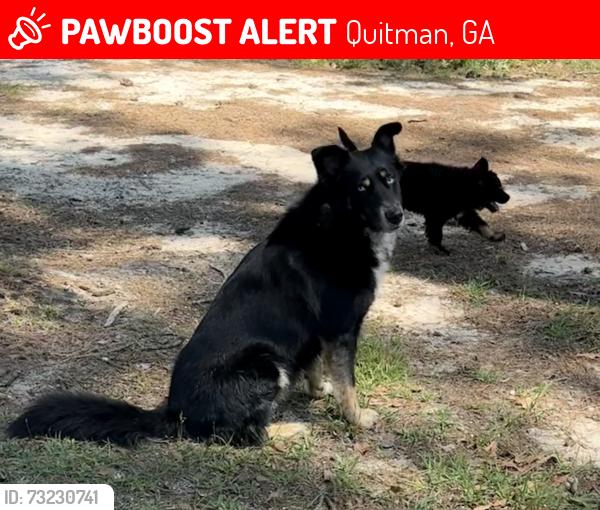 Lost Male Dog last seen Elam Baptist Church, Quitman, GA 31643