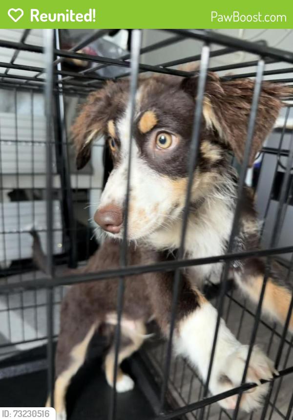 Reunited Male Dog last seen Jackson King Road/White Memorial Church Road, Johnston County, NC 27592