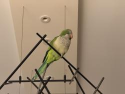 Reunited Unknown Bird last seen NW 74th St and NW 97th Ave, Doral, FL 33178