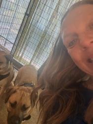 Reunited Female Dog last seen Open space above tioga rd, Concord, CA 94518