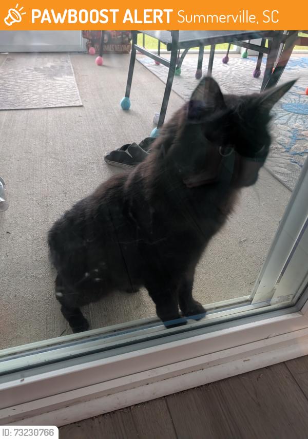Found/Stray Unknown Cat last seen Verdi or Frutchy, Summerville, SC 29486