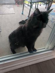 Found/Stray Unknown Cat last seen Verdi or Frutchy, Summerville, SC 29486