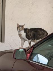 Found/Stray Unknown Cat last seen Near parkway drive, near the cars, La Mesa, CA 91942