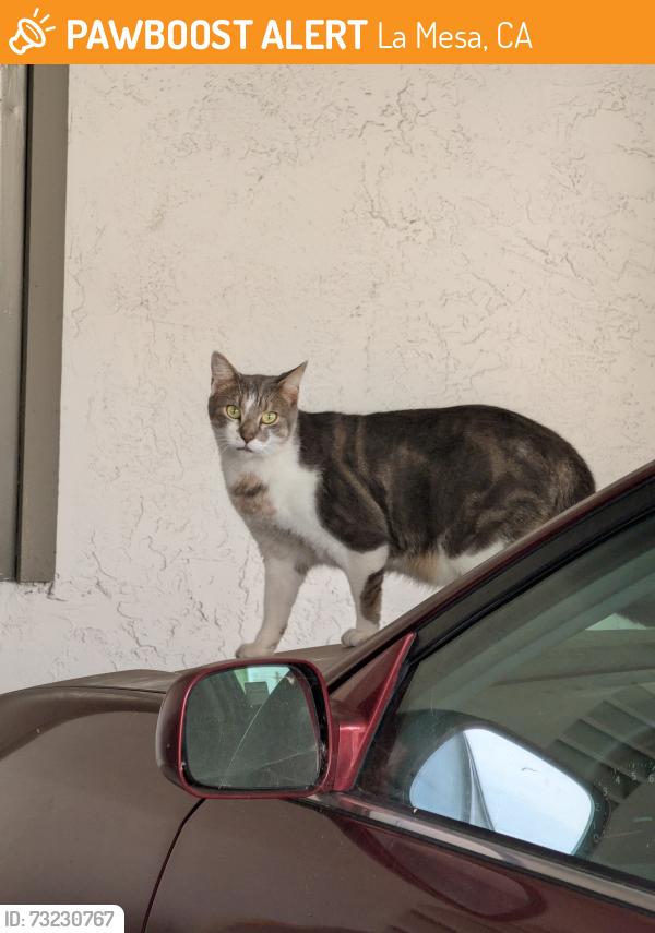 Found/Stray Unknown Cat last seen Near parkway drive, near the cars, La Mesa, CA 91942