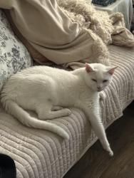 Found/Stray Unknown Cat last seen S. Cedros & Via de la Valle, Solana Beach, CA 92075