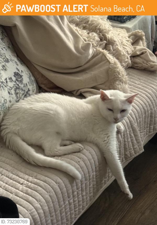 Found/Stray Unknown Cat last seen S. Cedros & Via de la Valle, Solana Beach, CA 92075