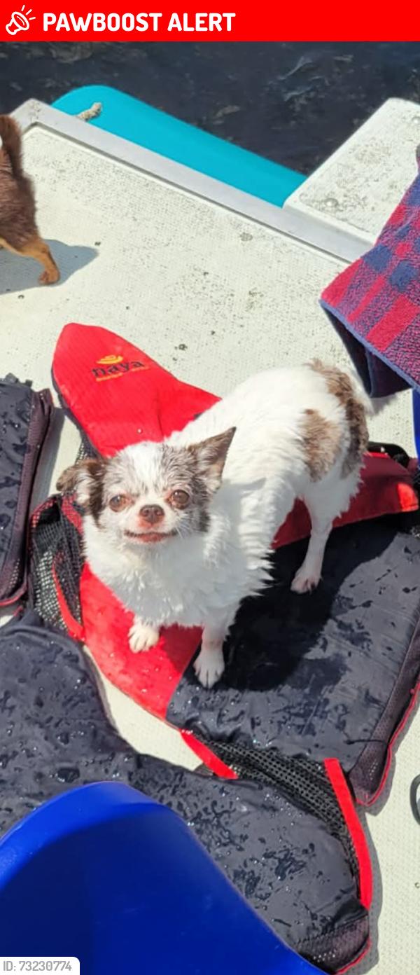 Lost Female Dog last seen Rivière Yamaska, Val-Shefford, QC J0E 1Z0