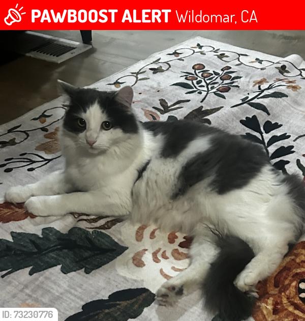 Lost Female Cat last seen Arnold Ln, Wildomar, CA 92595