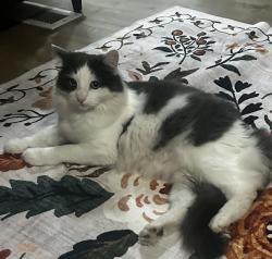 Lost Female Cat last seen Arnold Ln, Wildomar, CA 92595