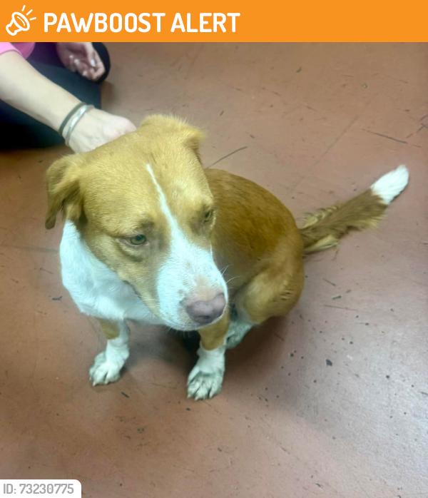 Found/Stray Unknown Dog last seen Old channel 2 building. North Miami Business park, Miami-Dade County, FL 33162