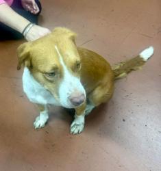 Found/Stray Unknown Dog last seen Old channel 2 building. North Miami Business park, Miami-Dade County, FL 33162