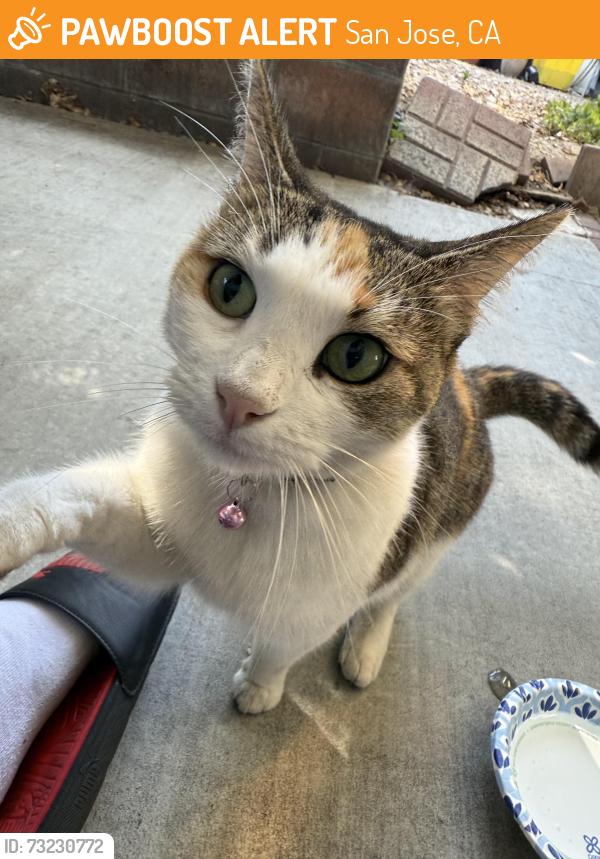 Found/Stray Unknown Cat last seen Spotted in neighborhood, San Jose, CA 95121