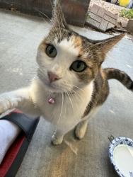 Found/Stray Unknown Cat last seen Spotted in neighborhood, San Jose, CA 95121