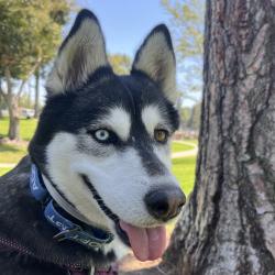 Shelter Stray Female Dog last seen , 361 S Raymond Ave, Pasadena, CA 91105, USA