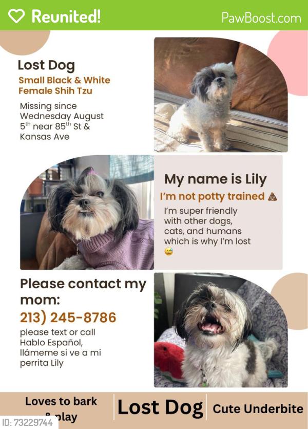Reunited Female Dog last seen 85th St & Kansas Ave, Los Angeles, CA 90044