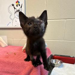 Shelter Stray Male Cat last seen , 54687 Co Rd 19, Bristol, IN 46507, USA