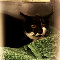 Shelter Stray Unknown Cat last seen , 54687 Co Rd 19, Bristol, IN 46507, USA