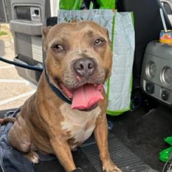 Shelter Stray Male Dog last seen , Animal Care & Control Team of Philly, 111 W Hunting Park Ave, Philadelphia, PA 19140, USA