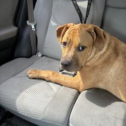 Shelter Stray Male Dog last seen , Animal Care & Control Team of Philly, 111 W Hunting Park Ave, Philadelphia, PA 19140, USA