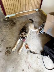 Found/Stray Male Dog last seen Ramsey Middle School, Circle K, Harps, Fort Smith, AR 72901