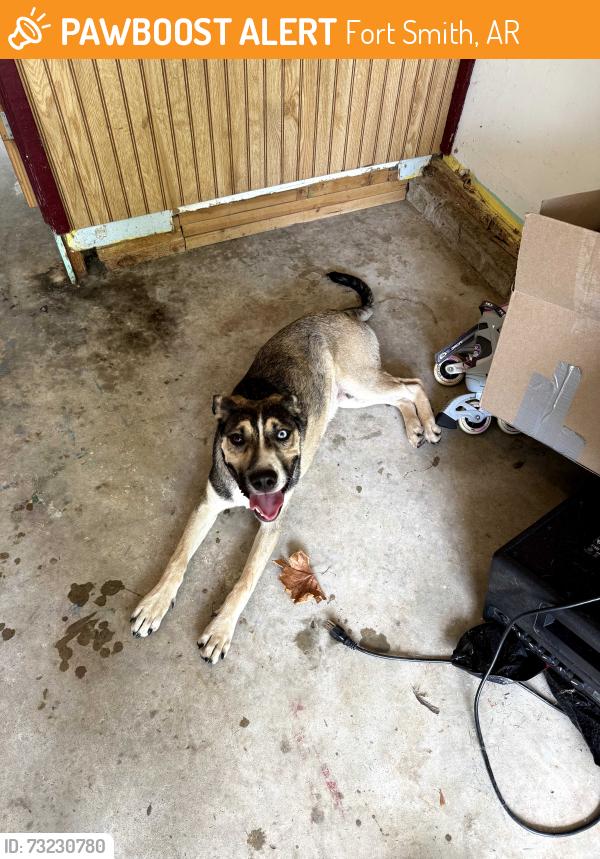 Found/Stray Male Dog last seen Ramsey Middle School, Circle K, Harps, Fort Smith, AR 72901