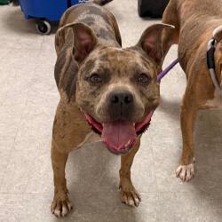 Shelter Stray Female Dog last seen , Animal Care & Control Team of Philly, 111 W Hunting Park Ave, Philadelphia, PA 19140, USA